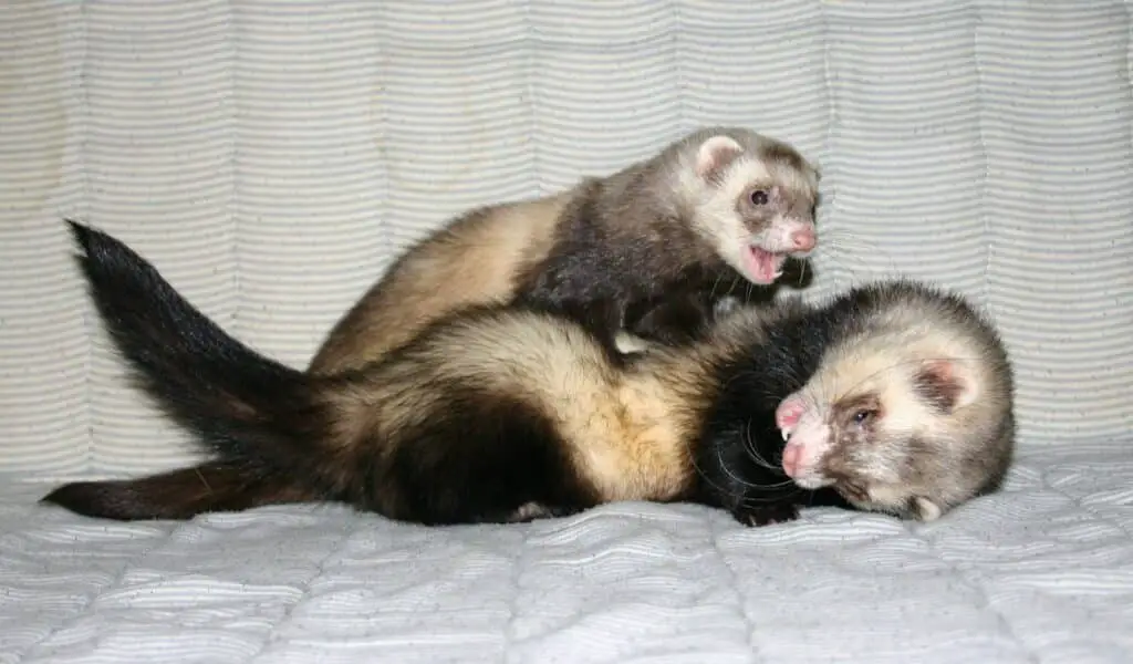 Do Ferrets Have To Be In Pairs
