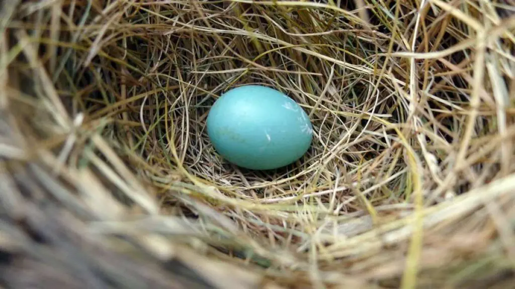 Why Are Robin Eggs Blue