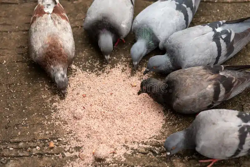 Do Pigeons Eat Meat
