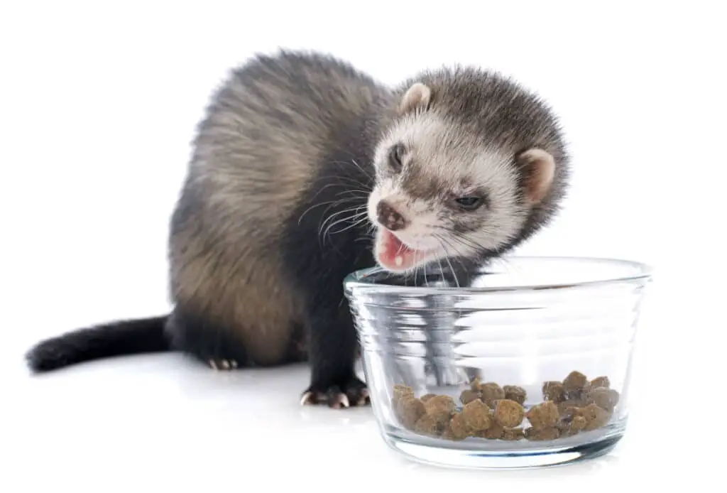 What Does A Ferret Eat