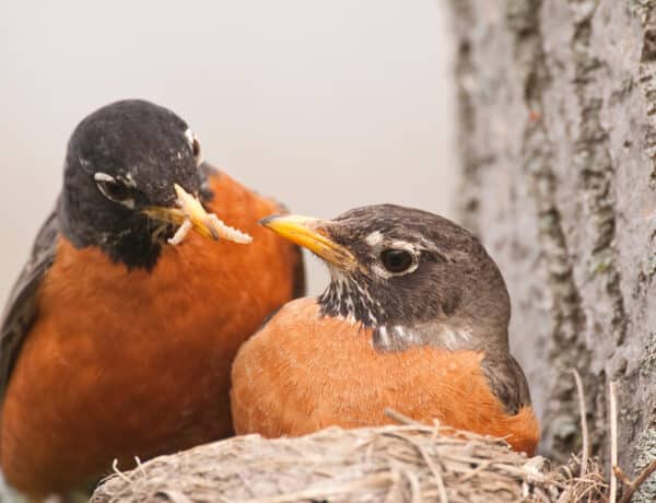 Are Robins Migratory