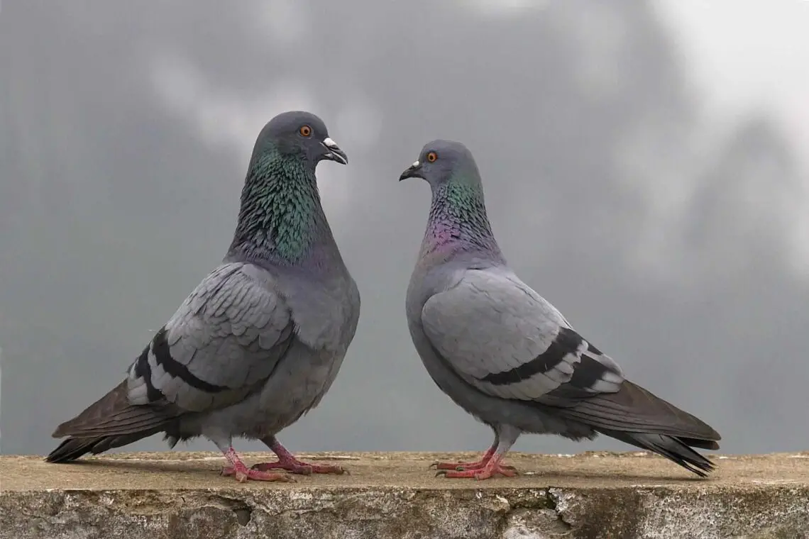 What is pigeon afraid of?