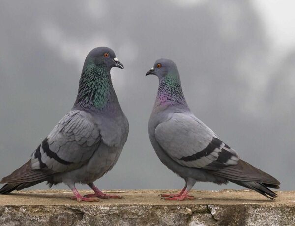 What is pigeon afraid of?