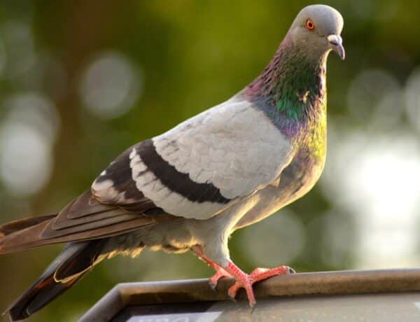 Did Humans Domesticate Pigeons