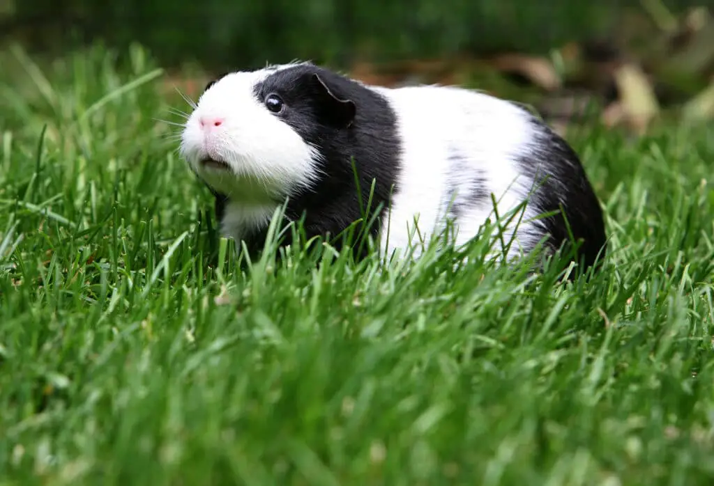 What Temperature Can Guinea Pigs Be Outside