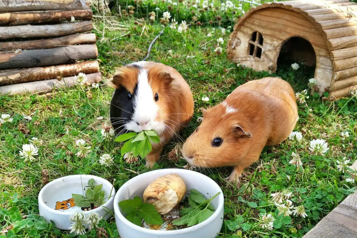 Can Guinea Pigs Eat Radishes