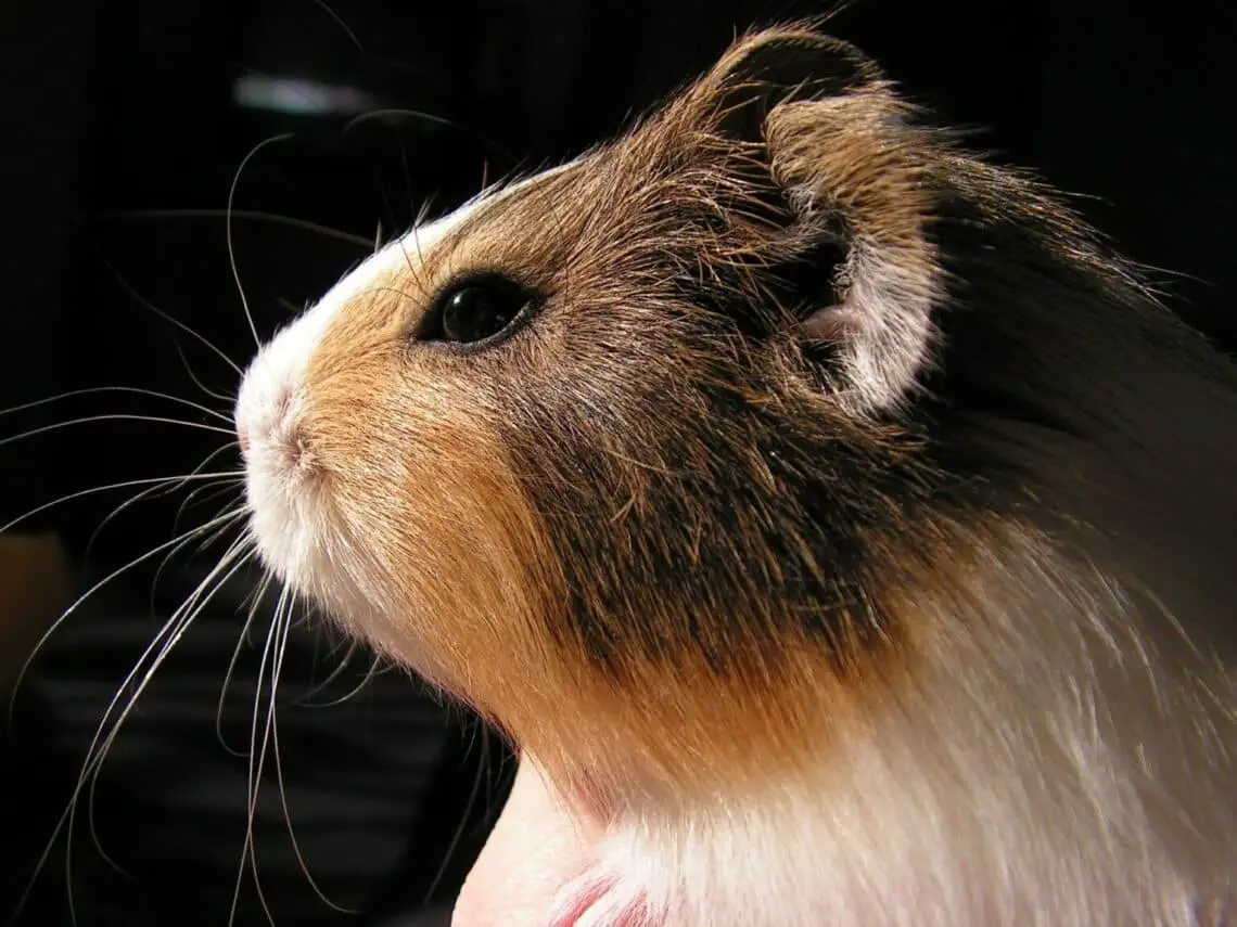 Do Guinea Pigs Have Night Vision