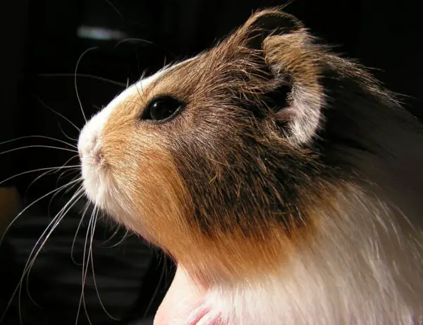 Do Guinea Pigs Have Night Vision