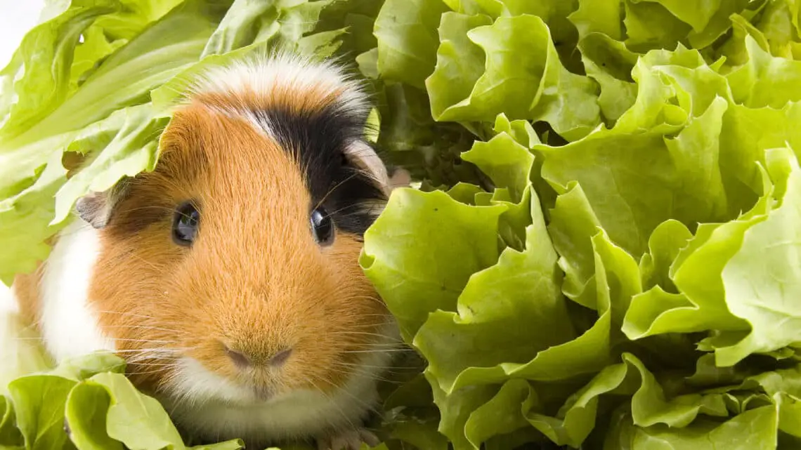 Can Guinea Pigs Eat Green Onions