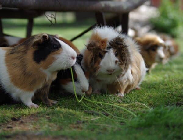 Do Guinea Pigs Have Tails