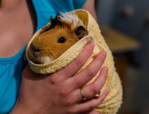 Can Guinea Pigs Get Colds
