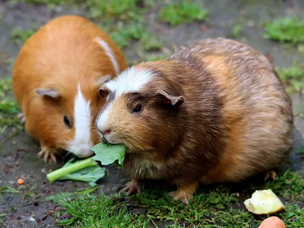 Can Guinea Pigs Have Cabbage