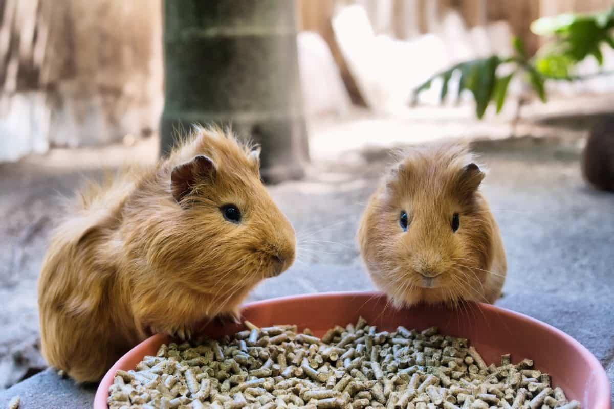 Can Guinea Pigs Eat Rabbit Pellets