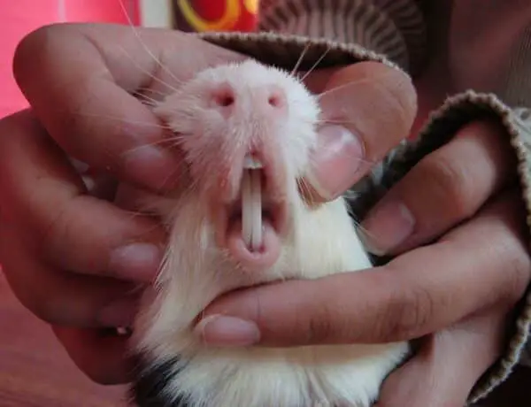 How Many Teeth Do Guinea Pigs Have
