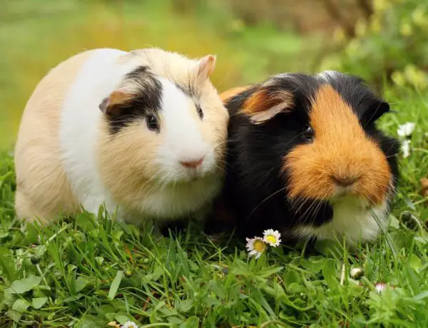 What Temperature Is Good For Guinea Pigs