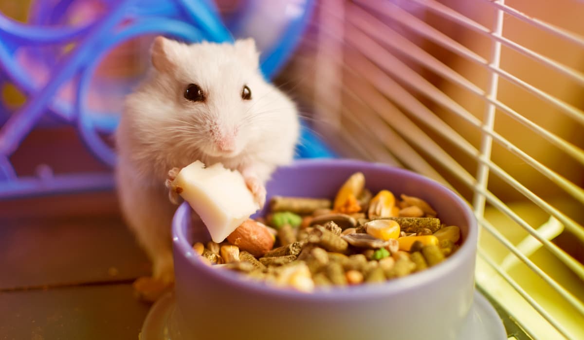 Can Rabbits Eat Cheese Teeny Tiny Tails