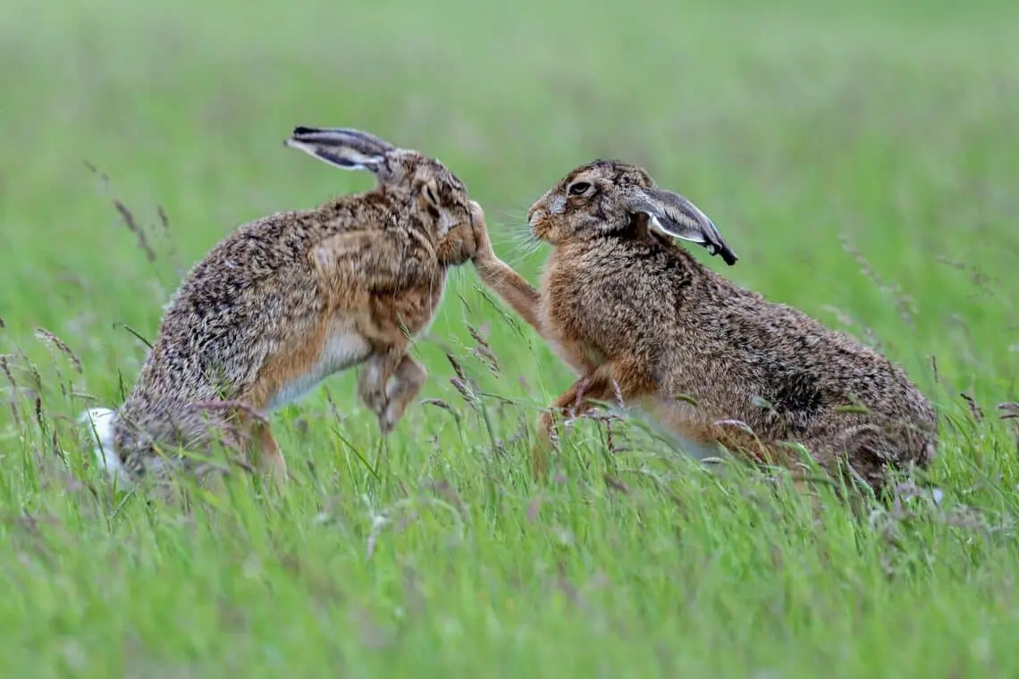 What's The Difference Between A Rabbit And A Hare