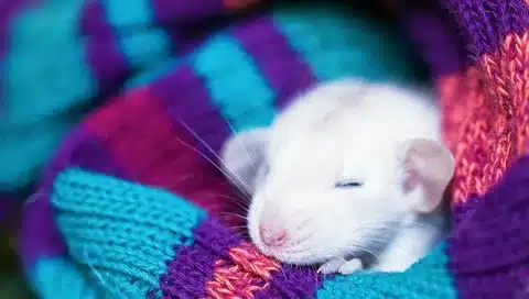 Do Rats Hibernate