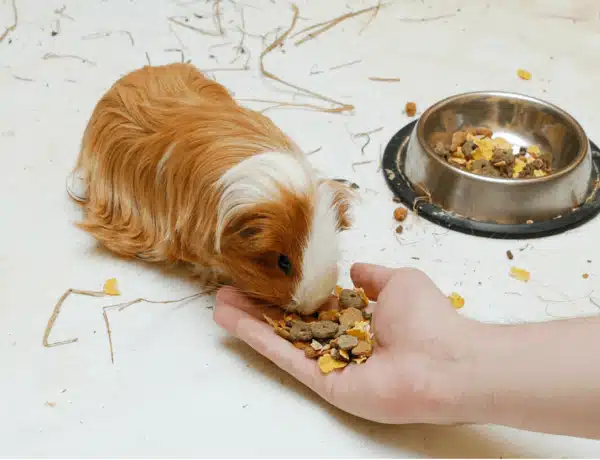 How Long Can A Guinea Pig Go Without Food