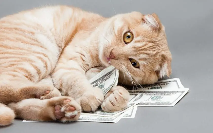 How Much Does It Cost To Own A Cat
