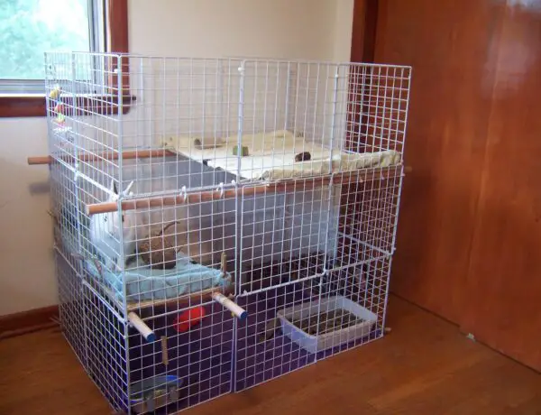 How Big Should A Ferret Cage Be