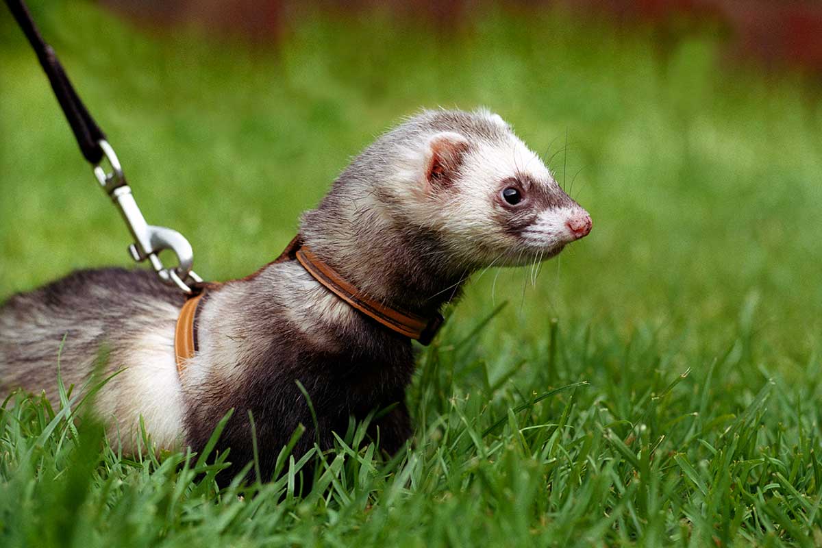Do Ferrets Make Good Pets