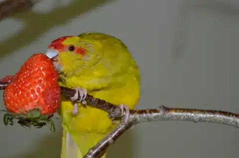 What Fruits Can Parakeets Eat
