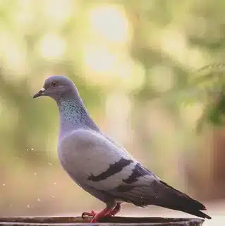 Are Pigeons Poultry