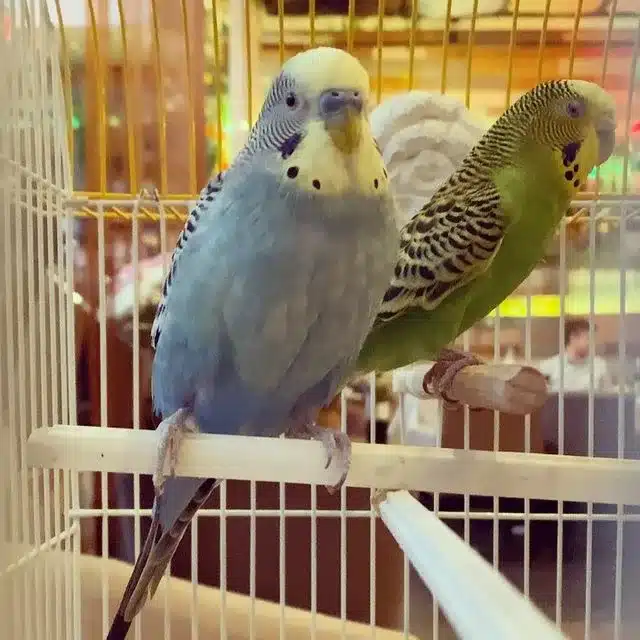 How To Make A Parakeet Nest