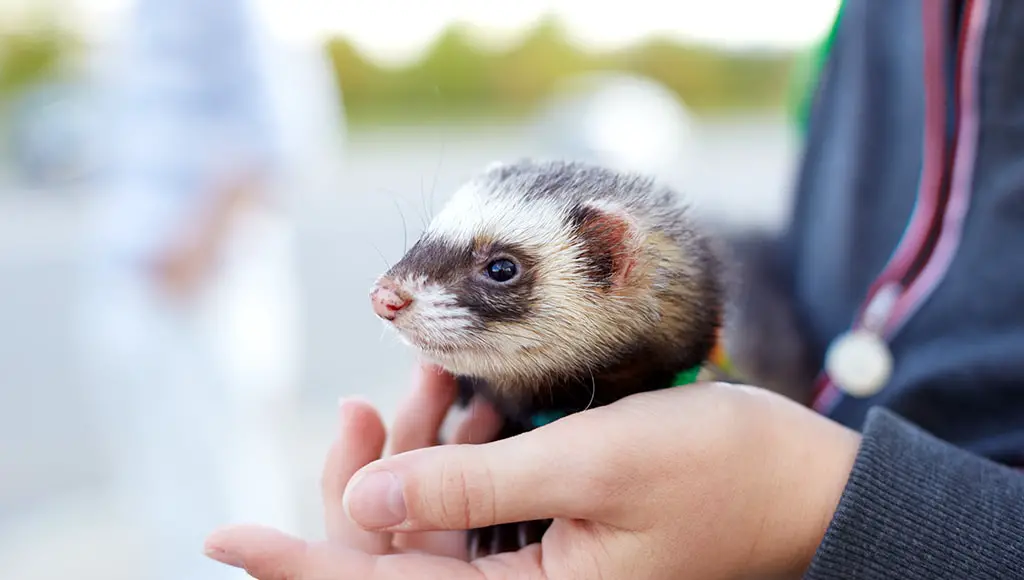 How To Take Care Of A Ferret