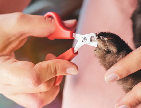How To Clip Guinea Pig Nails