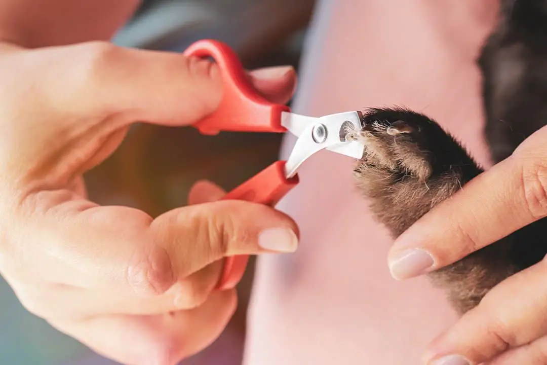 How To Clip Guinea Pig Nails