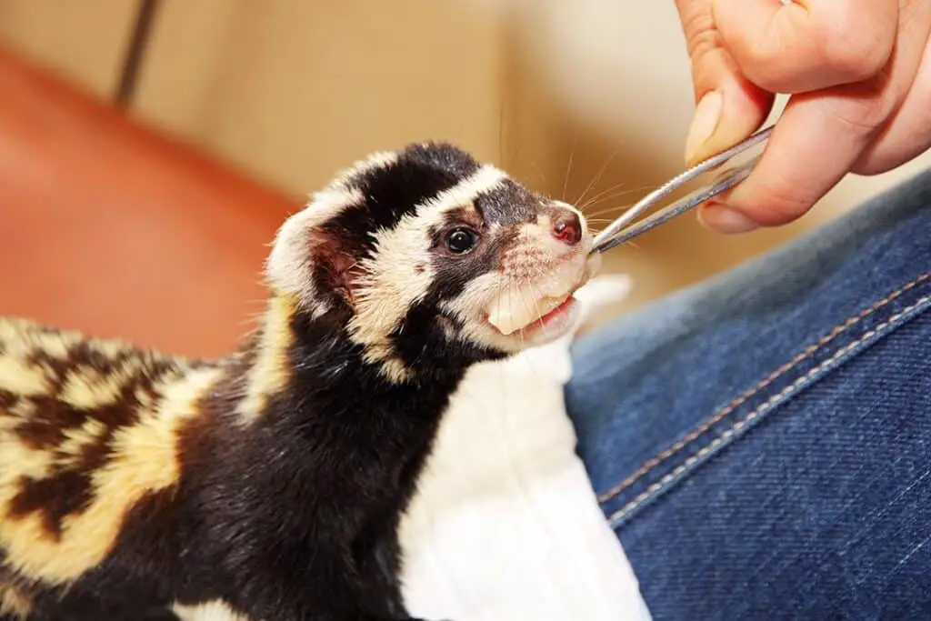 What To Feed A Ferret With Insulinoma