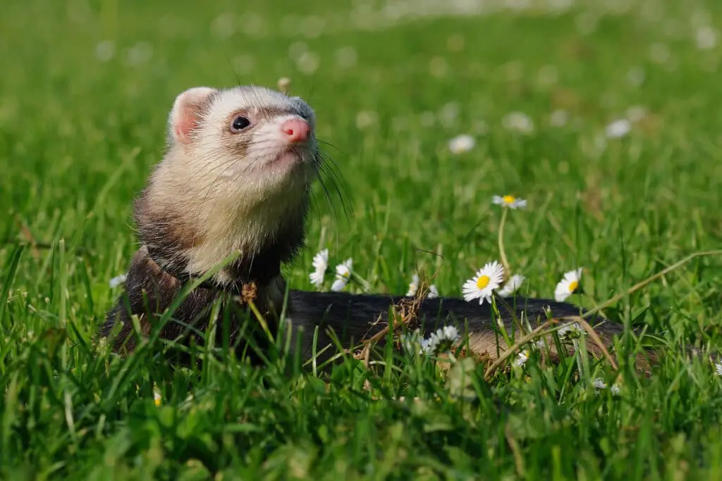 Are Ferrets Expensive