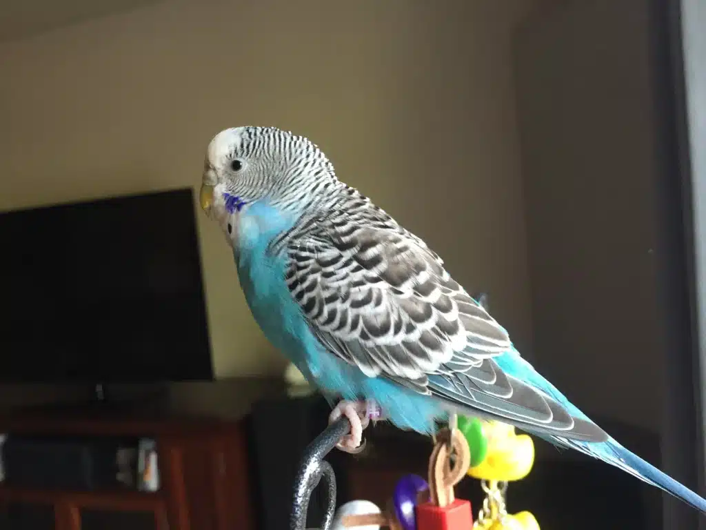 How Long Does A Blue Parakeet Live