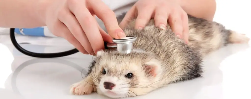 Is Insulinoma In Ferrets Painful