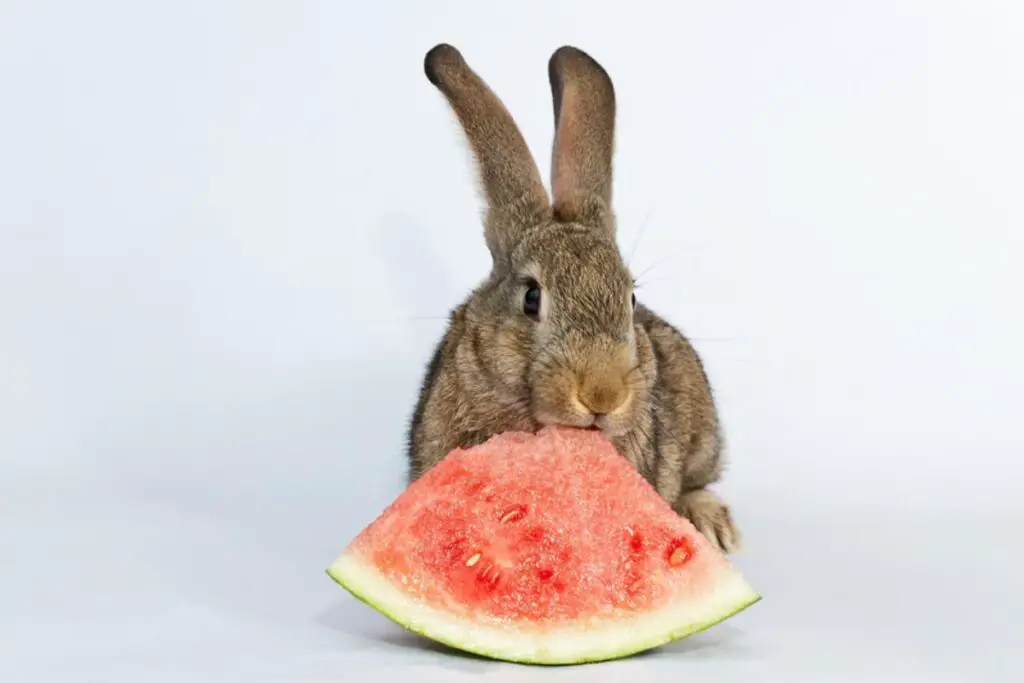 Can Rabbits Have Watermelon