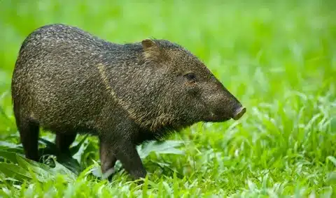 Are Javelinas Rodents Or Pigs