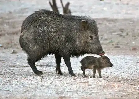 Are Javelinas Rodents Or Pigs