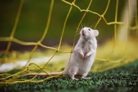 Can Rats Jump