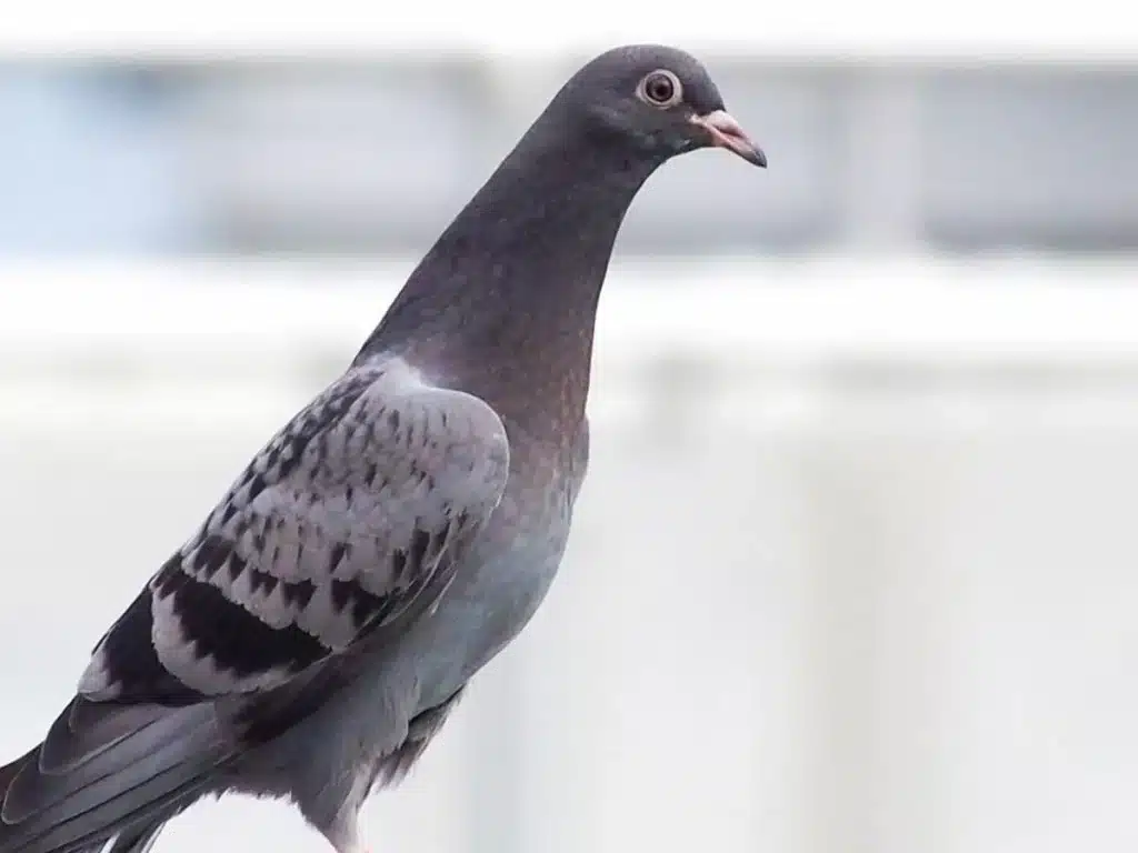 What Does A Pigeon Look Like