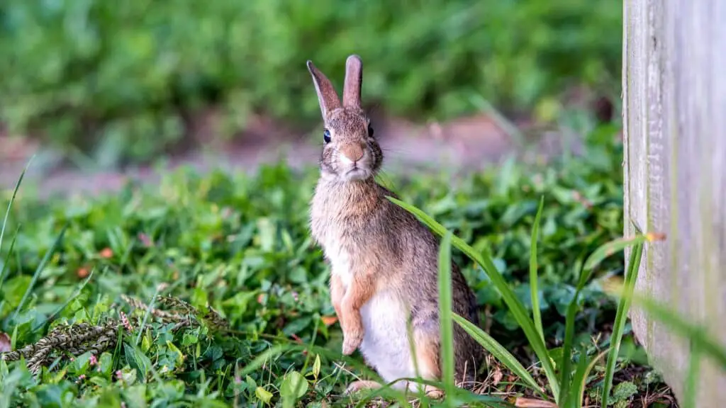 What To Plant To Keep Rabbits Away