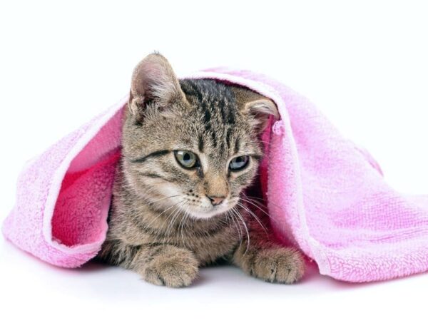 How Often Should You Bathe Your Cat
