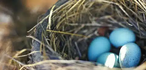 How Many Eggs Do A Robin Lay
