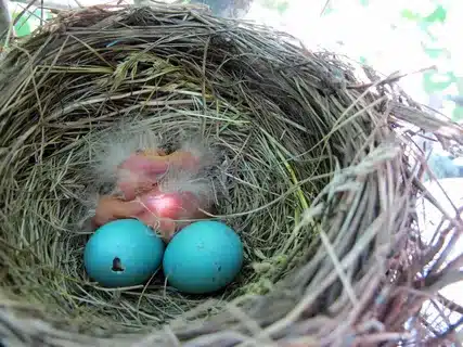 How Many Times A Year Do Robins Lay Eggs