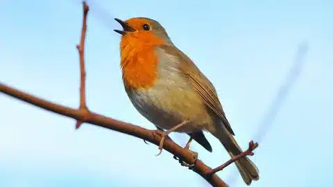 What Bird Looks Like A Robin