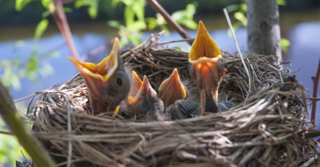 What Do Baby Robins Eat