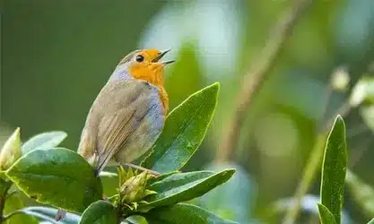What Is The Life Span Of A Robin