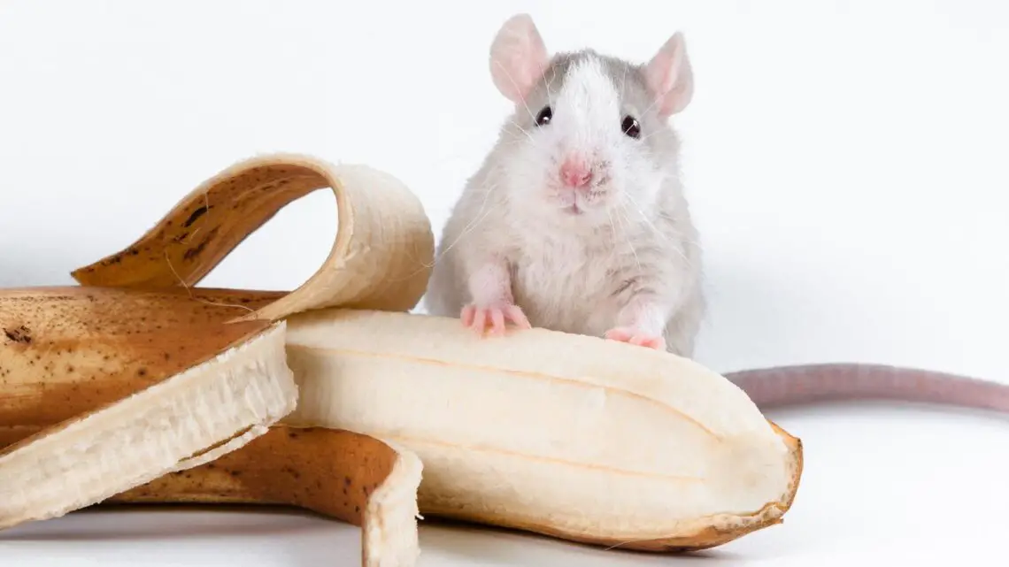 Can Rats Eat Bananas