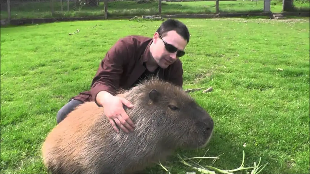 How Big Can Guinea Pigs Get